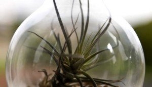 light-bulb-terrarium-2