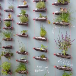 bottle-garden
