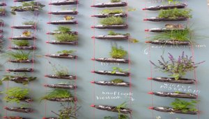 bottle-garden
