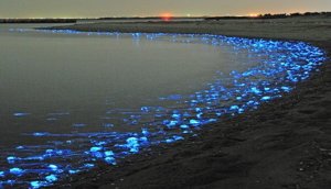 firefly