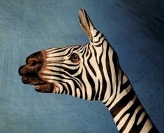 hand-painting-by-guido-daniel7