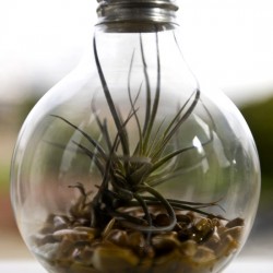 light-bulb-terrarium-2