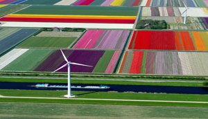 tulips-turbines_2470266k-600x600