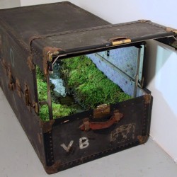 moss-trunk-1