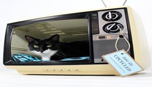 tv-pet-bed-2