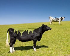 paintedcows03
