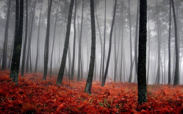 autumn-photography-11