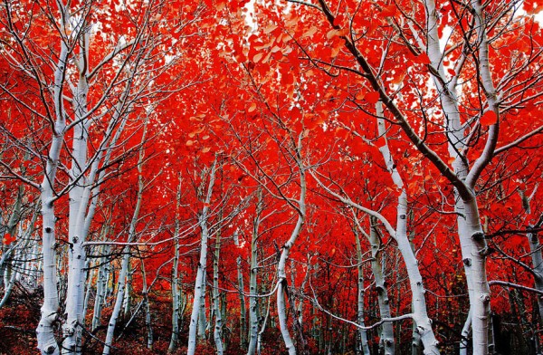 autumn-photography-5