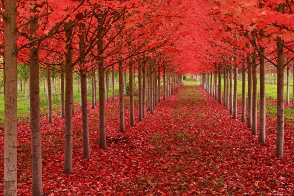 autumn-photography-8