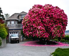 rhododendron-tree-kitchener-street-ladysmith-canada-2