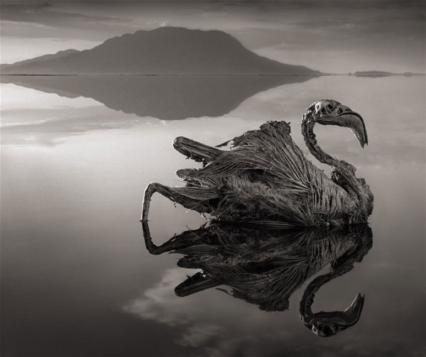 Deadly African Lake Turns Birds Into Salt Statues Art + Graphics Photography 