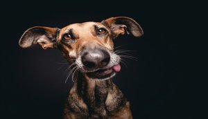 Elke-Vogelsang-Dog-Photographs-7