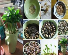 Lemon-seeds