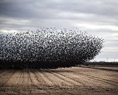 Starlings
