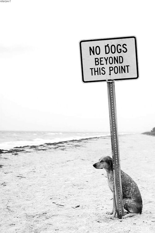 dogs