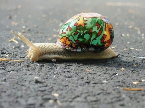 Save The Snails, Pimp Their Shells! Animals + Nature Save The Snails, Pimp Their Shells! Animals + Nature