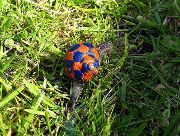 Save The Snails, Pimp Their Shells! Animals + Nature Save The Snails, Pimp Their Shells! Animals + Nature