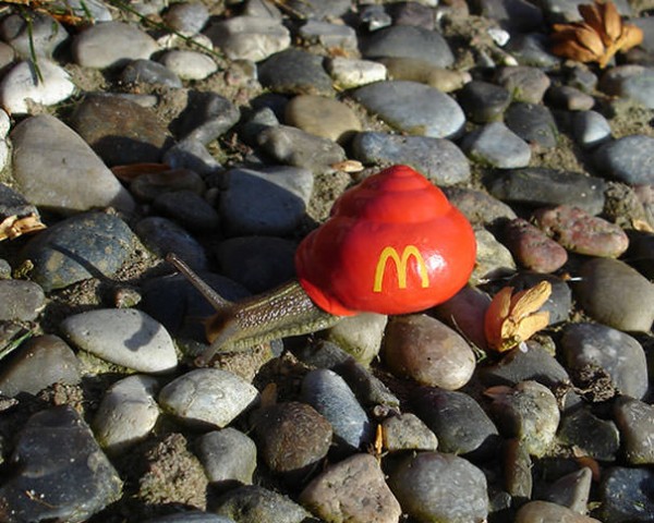 Save The Snails, Pimp Their Shells! Animals + Nature Save The Snails, Pimp Their Shells! Animals + Nature