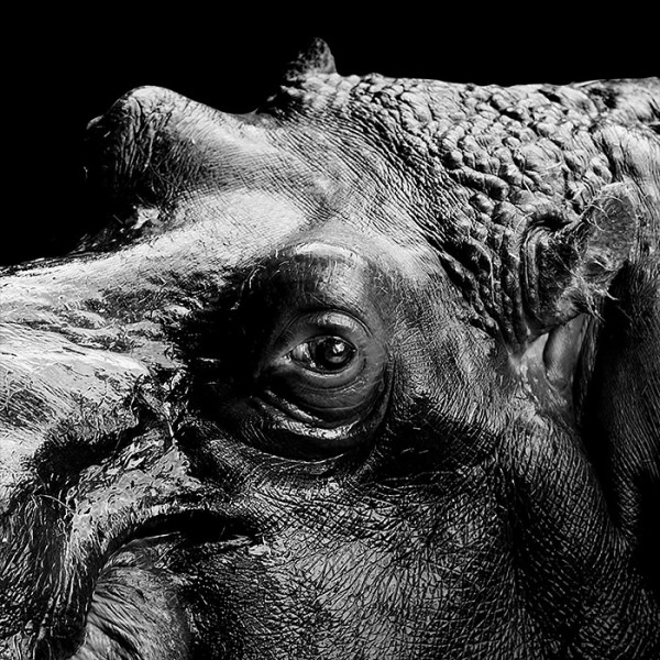 B&w Animal Photography by Lukas Holas Animals + Nature 