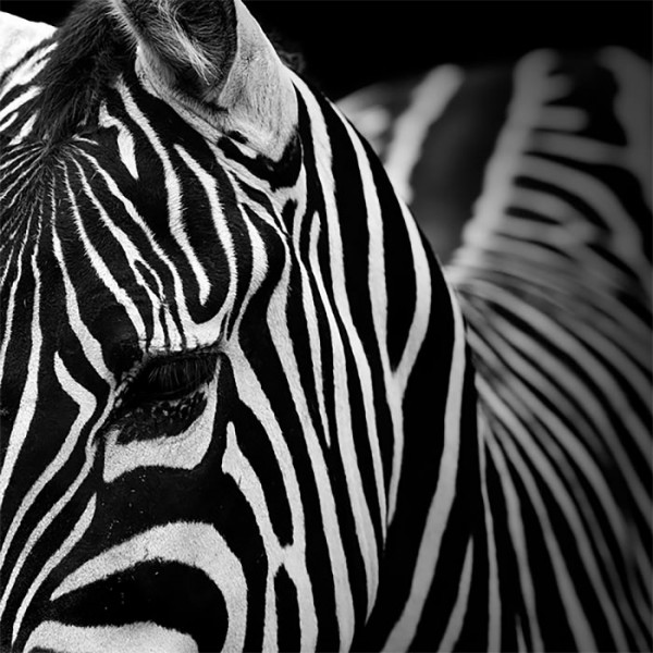 B&w Animal Photography by Lukas Holas Animals + Nature B&w Animal Photography by Lukas Holas Animals + Nature