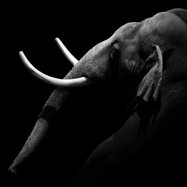 B&w Animal Photography by Lukas Holas Animals + Nature B&w Animal Photography by Lukas Holas Animals + Nature