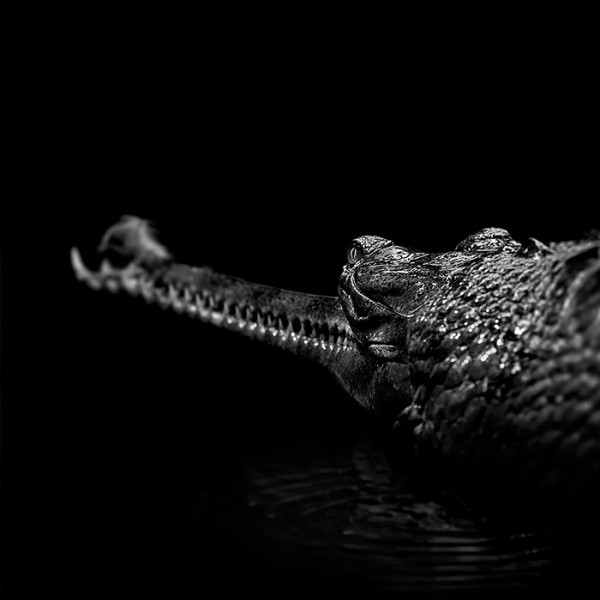 B&w Animal Photography by Lukas Holas Animals + Nature B&w Animal Photography by Lukas Holas Animals + Nature