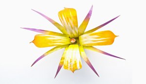 flower2
