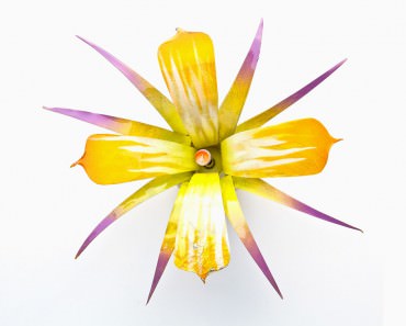 flower2