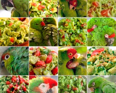 parrot-or-guacamole