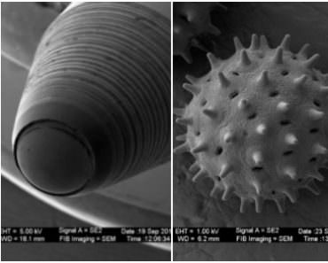 14 Everyday Objects Observed under the Microscope