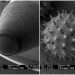 14 Everyday Objects Observed under the Microscope