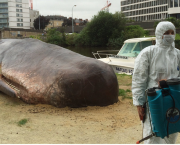 A Beached Whale in France