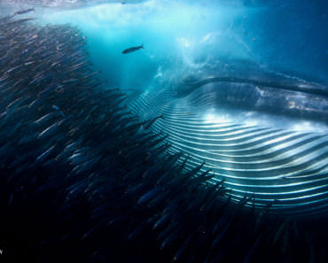 The Best Wildlife Photos of 2016