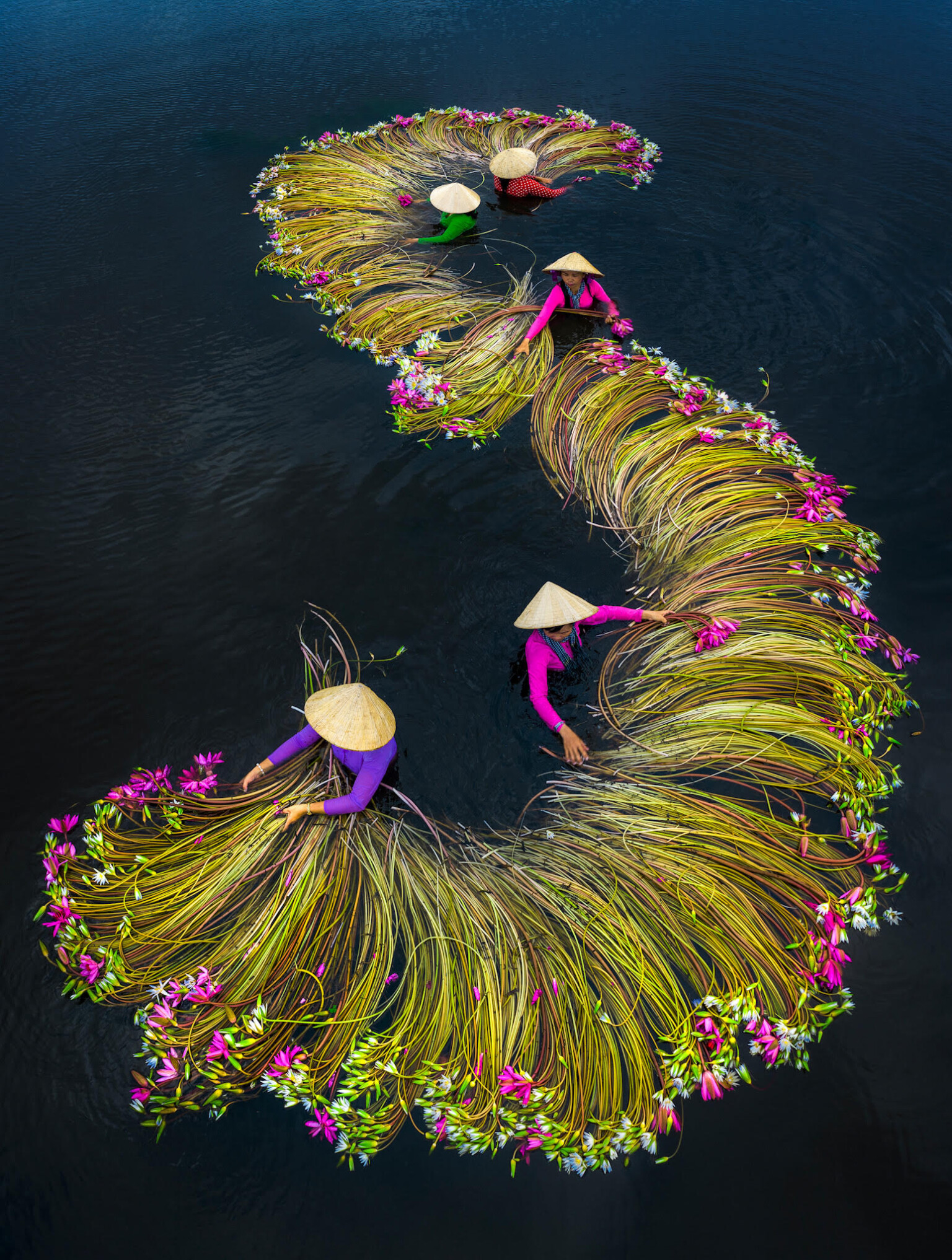 Pictures of the Water Lily Harvest by Trung Huy Pham – Fubiz Media Design Pictures of the Water Lily Harvest by Trung Huy Pham – Fubiz Media Design